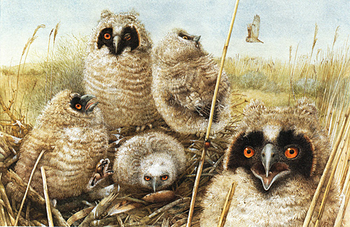 Llittle Owls